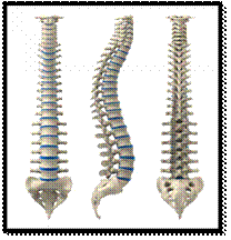 http://www.zimmerspine.eu/web/images/SpineEU/Patient/Spine-anatomy-12.jpg